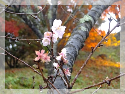 冬桜