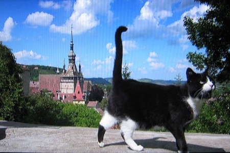 岩合光昭の世界ネコ歩き「ルーマニア」２