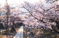 桜舞い散る春