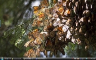 3_Monarch Butterfly Mexicofs2s