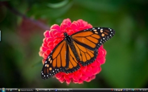 1_Monarch Butterfly Mexico4