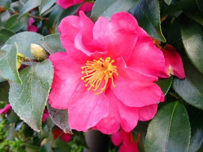 カメリア Camellia ジャポニカ Japonica 椿の花 漆 うるし や陶器はどこの国 気ままな私のやり直し英語学習記録 14年