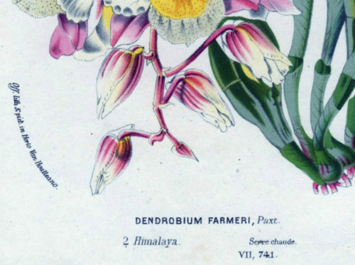 DENDROBIUM FARMERI2