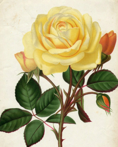 Rose Reve d'Or1