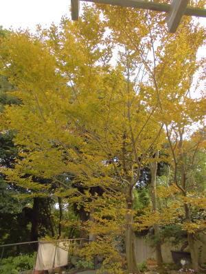 伊豆高原　ギャラリー　ショップ　ギャラリーぶなの木　紅葉