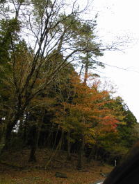 伊豆高原　ギャラリー　ショップ　ギャラリーぶなの木　天城の紅葉