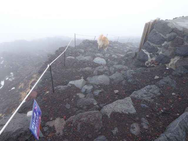 富士山　須走口　犬登山　2015-10-16 245