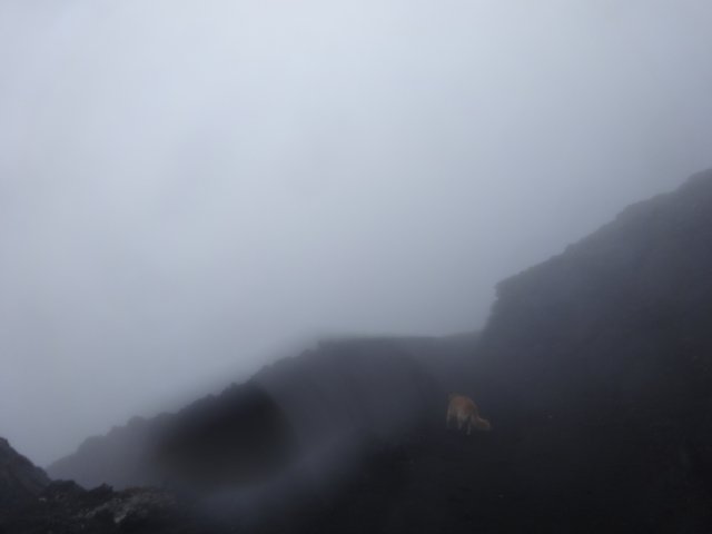 富士山　須走口　犬登山　2015-10-16 258