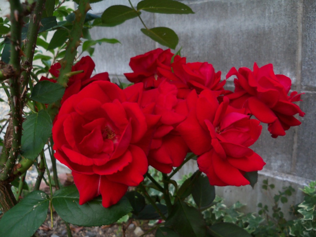 赤バラ「ｶﾞﾙﾃﾃﾝﾂァ-ﾊﾞァ-’84」-１