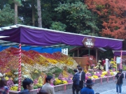 弥彦神社の菊祭り